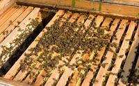 Una valle per le api. La neo costituita associazione apicoltori Val Rendena organizza una serata sul mondo delle api compromesso a causa dell'uomo, con il professor Romano Nesler, naturalista. Sabato 7 maggio dalle 20:15 al Paladolomiti di Pinzolo