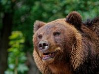 A closeup shot of a brown bear in the forest