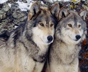 Sui Lessini famiglia di 11 lupi - Trento - Il nuovo Trentino